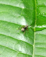 Camponotus textor