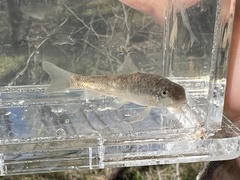 Pantosteus platyrhynchus