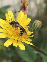 Halictus fulvipes
