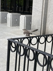 Mimus polyglottos