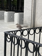 Mimus polyglottos