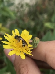Halictus fulvipes