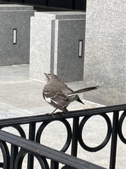 Mimus polyglottos