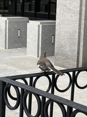 Mimus polyglottos