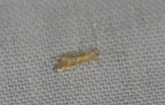 Cameraria caryaefoliella
