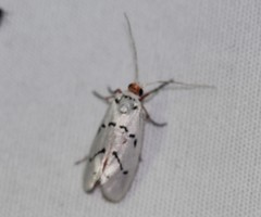 Enaemia atrolinea