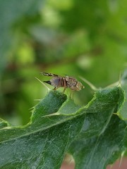 Tephritis crepidis