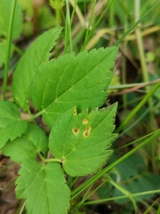 Puccinia aegopodii