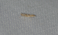 Cameraria caryaefoliella