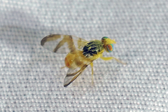 Procecidocharoides penelope