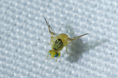 Procecidocharoides penelope