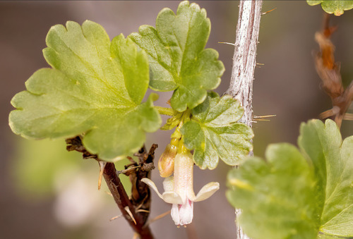 Ribes oxyacanthoides var. setosum