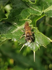 Andrena labialis