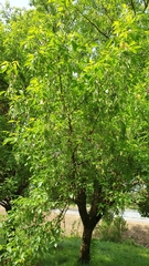 Acer negundo negundo