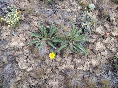 Balsamorhiza rosea