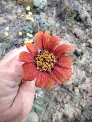 Balsamorhiza rosea