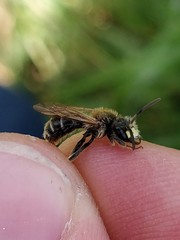 Andrena labialis