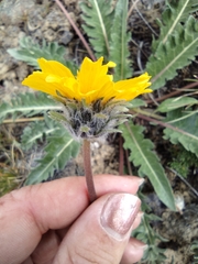 Balsamorhiza rosea