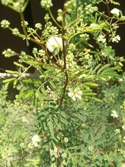 Acaciella