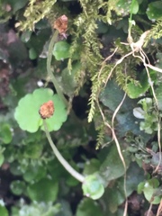 Conocephalum salebrosum