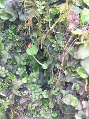 Conocephalum salebrosum