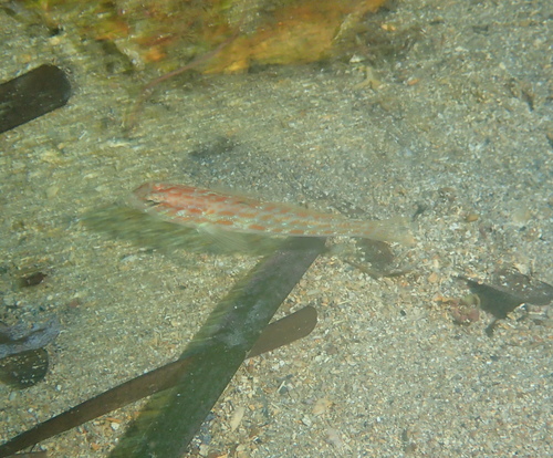 Gobius kolombatovici
