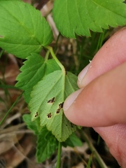 Puccinia aegopodii
