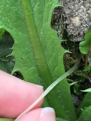 Conocephalum salebrosum