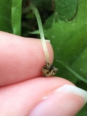 Conocephalum salebrosum