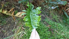 Polypodium macaronesicum azoricum