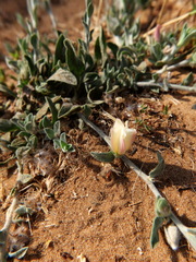 Convolvulus secundus