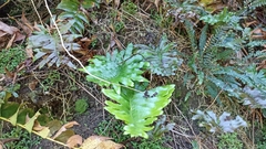 Polypodium macaronesicum azoricum