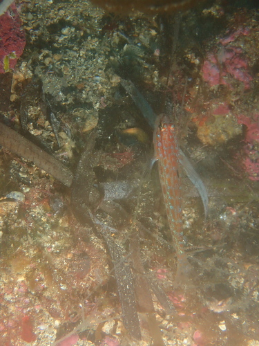 Kolombatović’s Goby