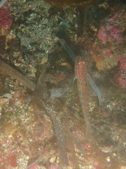 Gobius kolombatovici