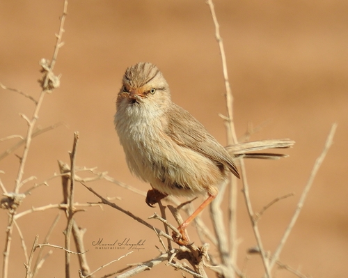 Scrub Warbler