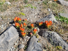 Castilleja tolucensis