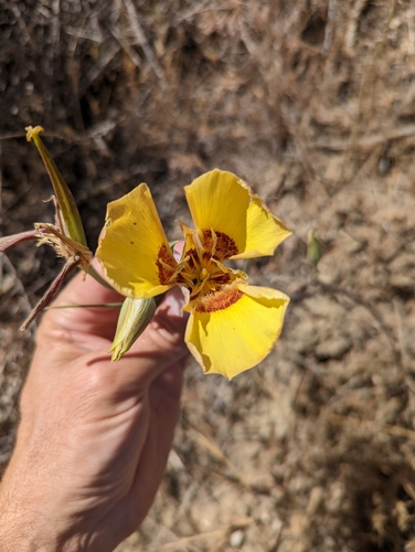 Image of Calochortus concolor by (c) Jordan Zylstra, some rights reserved (CC BY)