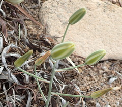 Albuca longipes