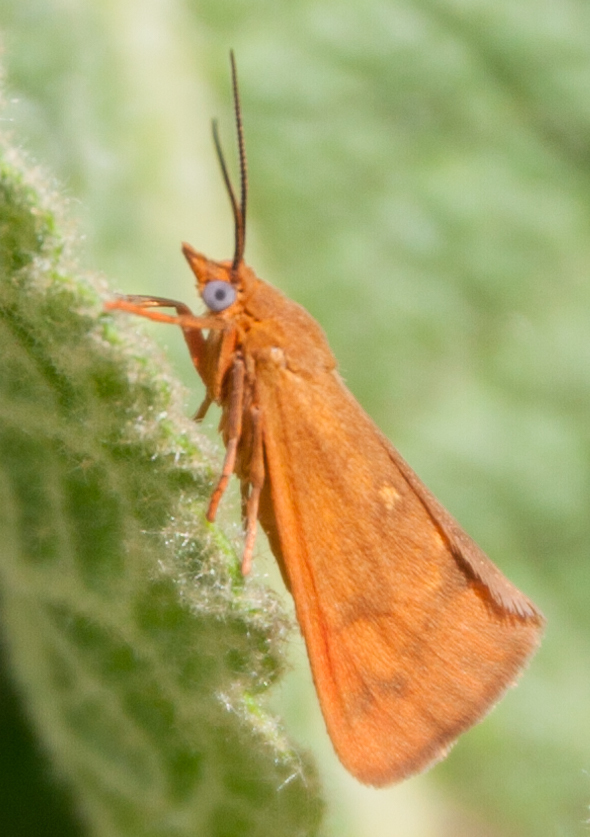 Orange Virbia Moth (Priority Butterflies & Moths of Great Smoky