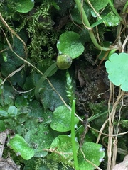 Conocephalum salebrosum