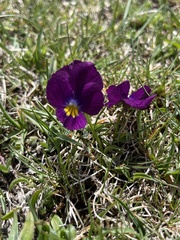 Viola eugeniae