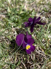 Viola eugeniae