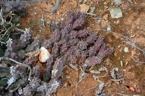 Piaranthus serrulatus (Jacq.) N.E.Br.