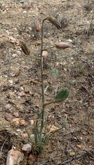 Albuca viscosa