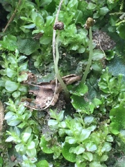 Conocephalum salebrosum