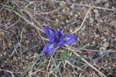 Iris tigridia