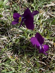 Viola eugeniae