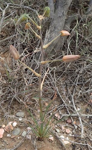 Albuca viscosa