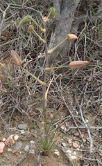 Albuca viscosa