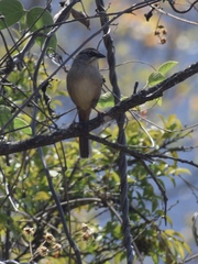 Aimophila notosticta